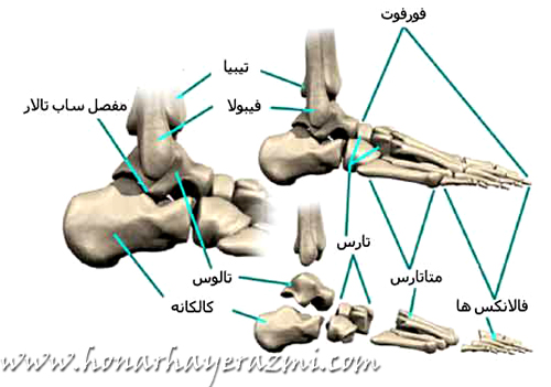 آناتومی کف پا - استخوان و مفصل